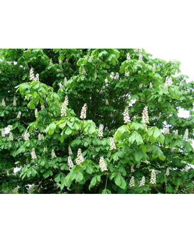 Гіркокаштан звичайний | Aesculus hippocastanum | Каштан конский