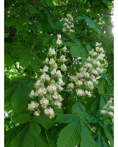 Гіркокаштан звичайний | Aesculus hippocastanum | Каштан конский