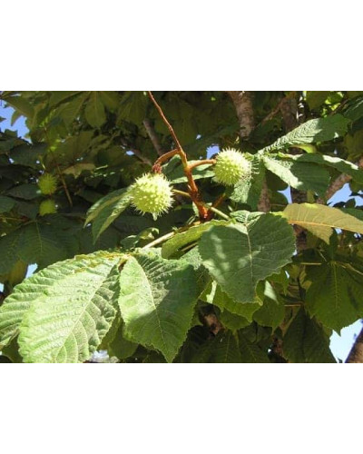 Гіркокаштан звичайний | Aesculus hippocastanum | Каштан конский