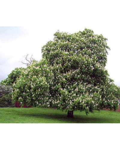 Гіркокаштан звичайний | Aesculus hippocastanum | Каштан конский