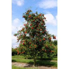 Горобина звичайна | Рябина обыкновенная | Sorbus aucuparia
