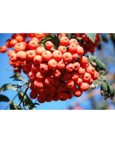 Горобина звичайна | Рябина обыкновенная | Sorbus aucuparia