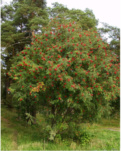 Горобина звичайна | Рябина обыкновенная | Sorbus aucuparia