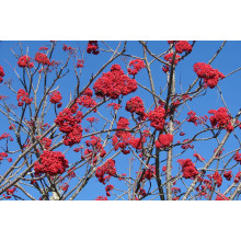Горобина звичайна | Рябина обыкновенная | Sorbus aucuparia