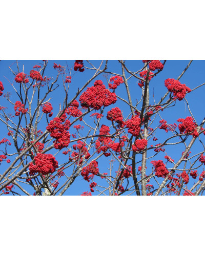 Горобина звичайна | Рябина обыкновенная | Sorbus aucuparia