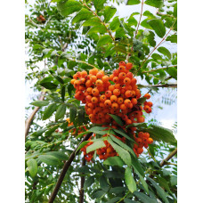 Горобина звичайна | Рябина обыкновенная | Sorbus aucuparia