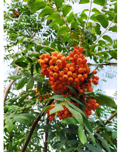Горобина звичайна | Рябина обыкновенная | Sorbus aucuparia