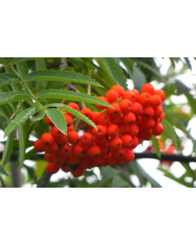Горобина звичайна | Рябина обыкновенная | Sorbus aucuparia