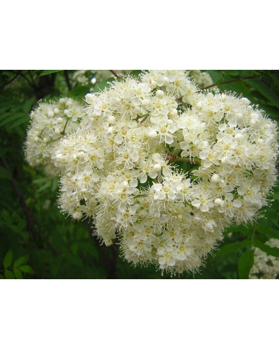 Горобина звичайна | Рябина обыкновенная | Sorbus aucuparia