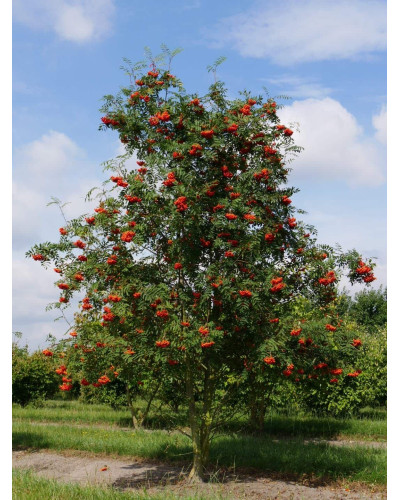 Горобина звичайна | Рябина обыкновенная | Sorbus aucuparia