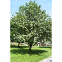 Горобина круглолиста | Рябина круглолистная | Sorbus aria