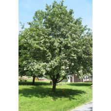 Горобина круглолиста | Рябина круглолистная | Sorbus aria