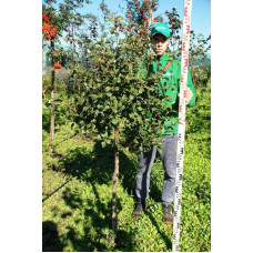 Горобина круглолиста | Рябина круглолистная | Sorbus aria