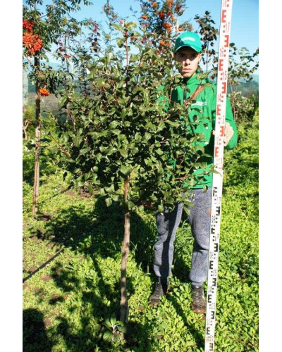 Горобина круглолиста | Рябина круглолистная | Sorbus aria
