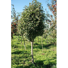 Горобина круглолиста | Рябина круглолистная | Sorbus aria
