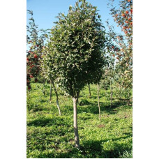 Горобина круглолиста | Рябина круглолистная | Sorbus aria
