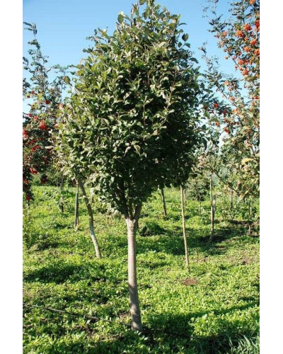 Горобина круглолиста | Рябина круглолистная | Sorbus aria