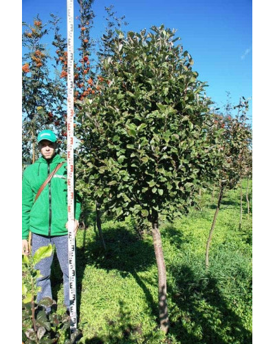 Горобина круглолиста | Рябина круглолистная | Sorbus aria