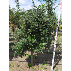 Горобина круглолиста | Рябина круглолистная | Sorbus aria