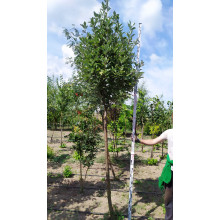 Горобина круглолиста | Рябина круглолистная | Sorbus aria