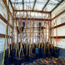 Горобина круглолиста | Рябина круглолистная | Sorbus aria