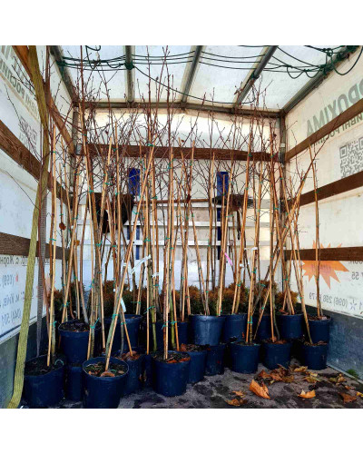 Горобина круглолиста | Рябина круглолистная | Sorbus aria