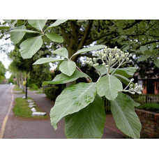 Горобина круглолиста | Рябина круглолистная | Sorbus aria