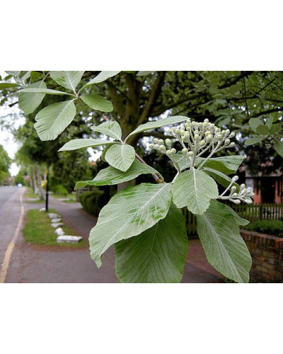 Горобина круглолиста | Рябина круглолистная | Sorbus aria