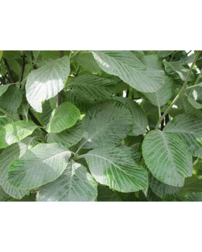 Горобина круглолиста | Рябина круглолистная | Sorbus aria