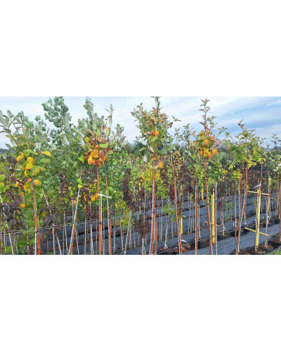 Горобина круглолиста | Рябина круглолистная | Sorbus aria