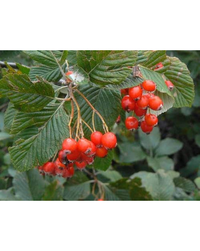 Горобина круглолиста | Рябина круглолистная | Sorbus aria