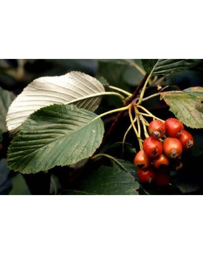Горобина круглолиста | Рябина круглолистная | Sorbus aria