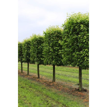 Граб звичайний (хлист)| Carpinus betulus (whip) | Граб обыкновенный (хлыст)