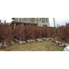 Граб звичайний (хлист)| Carpinus betulus (whip) | Граб обыкновенный (хлыст)