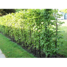 Граб звичайний (хлист)| Carpinus betulus (whip) | Граб обыкновенный (хлыст)