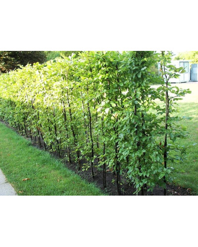 Граб звичайний (хлист)| Carpinus betulus (whip) | Граб обыкновенный (хлыст)