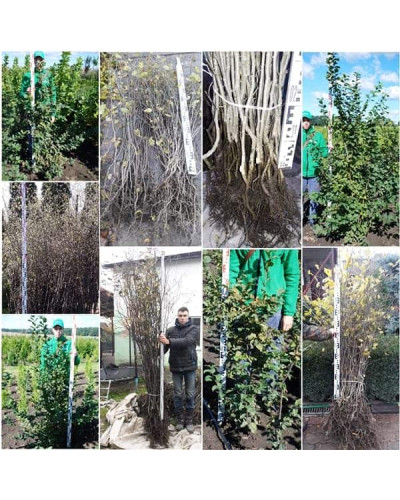 Граб звичайний (хлист)| Carpinus betulus (whip) | Граб обыкновенный (хлыст)