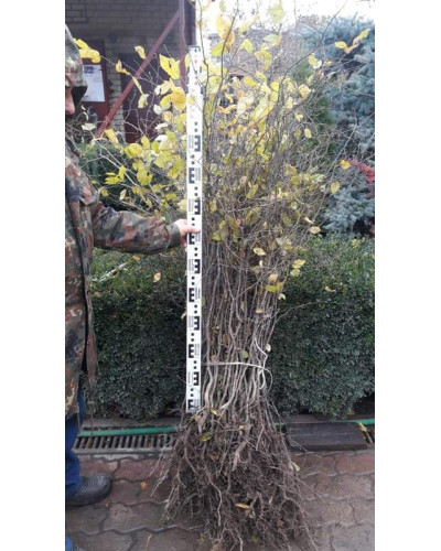 Граб звичайний (хлист)| Carpinus betulus (whip) | Граб обыкновенный (хлыст)