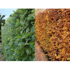Граб звичайний (хлист)| Carpinus betulus (whip) | Граб обыкновенный (хлыст)