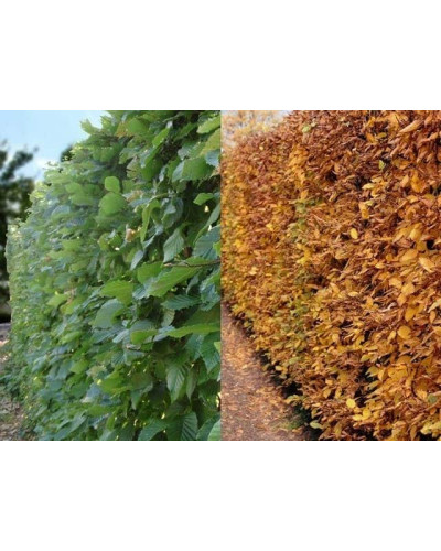 Граб звичайний (хлист)| Carpinus betulus (whip) | Граб обыкновенный (хлыст)