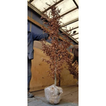 Граб звичайний (хлист)| Carpinus betulus (whip) | Граб обыкновенный (хлыст)