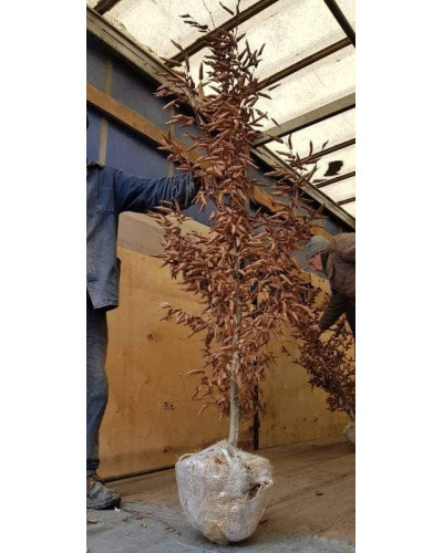 Граб звичайний (хлист)| Carpinus betulus (whip) | Граб обыкновенный (хлыст)