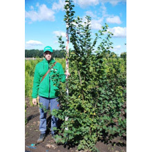 Граб звичайний (хлист)| Carpinus betulus (whip) | Граб обыкновенный (хлыст)
