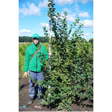 Граб звичайний (хлист)| Carpinus betulus (whip) | Граб обыкновенный (хлыст)