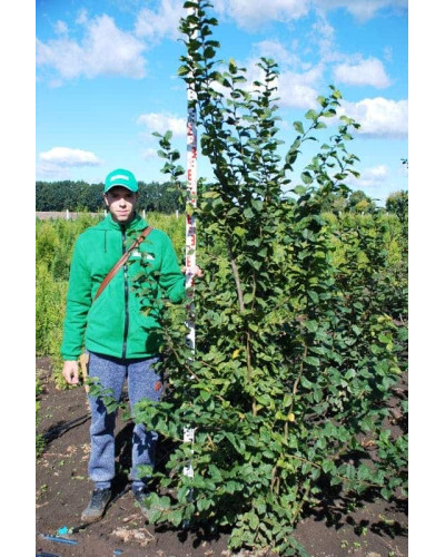 Граб звичайний (хлист)| Carpinus betulus (whip) | Граб обыкновенный (хлыст)