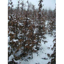 Граб звичайний (хлист)| Carpinus betulus (whip) | Граб обыкновенный (хлыст)