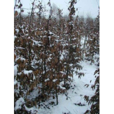 Граб звичайний (хлист)| Carpinus betulus (whip) | Граб обыкновенный (хлыст)