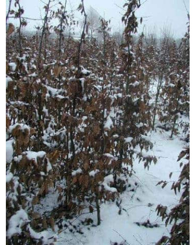 Граб звичайний (хлист)| Carpinus betulus (whip) | Граб обыкновенный (хлыст)
