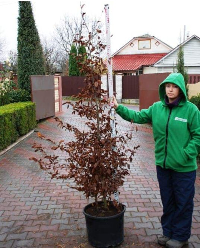 Граб звичайний (хлист)| Carpinus betulus (whip) | Граб обыкновенный (хлыст)