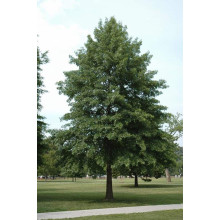 Дуб болотяний / болотний | Quercus palustris | Дуб болотный
